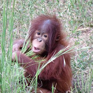 Baby Orangutan, RJ
