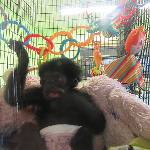 Siamang, Lucy, in Nursery