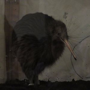 Smithsonian Conservation Biology Institute- Autumn Festival