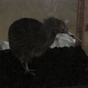 Smithsonian Conservation Biology Institute- Autumn Festival