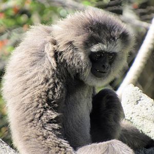 Javan Gibbon