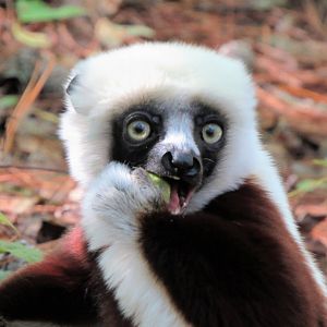 Coquerel's Sifaka