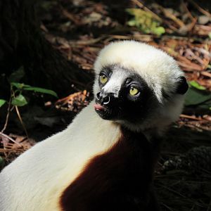 Coquerel's Sifaka