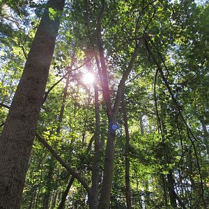 Coquerel's Sifaka and Crowned Lemur Enclosure