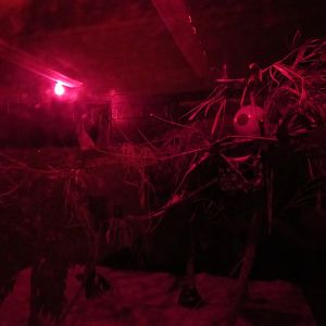 Fat-Tailed Dwarf Lemur Enclosure