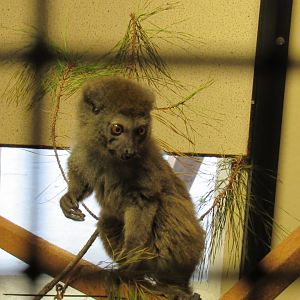 Eastern Grey Bamboo Lemur