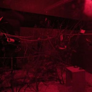 Grey Mouse Lemur Exhibit