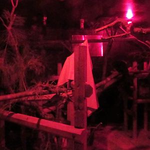 Aye-Aye and Pygmy Slow Loris Exhibit