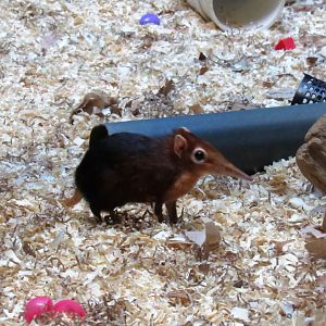 Black and rufous elephant shrew