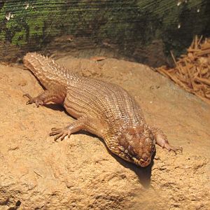 Hosmer's skink