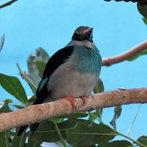 Blue breasted kingfisher
