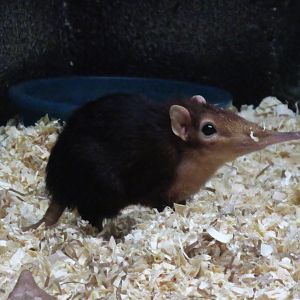 Black and Rufous Elephant Shrew