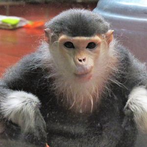 Red Shanked Douc Langur, Toi