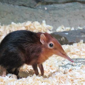 Black and Rufous Elephant Shrew
