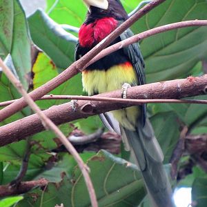 Ivory-billed Araçari, "Billie the Kid"