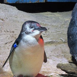 Little Blue Penguin