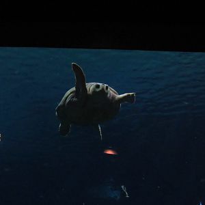 Loggerhead Sea Turtle, Bob