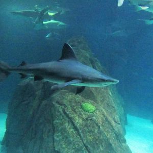 Sandbar Shark