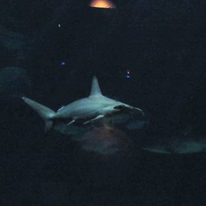 Scalloped Hammerhead Shark