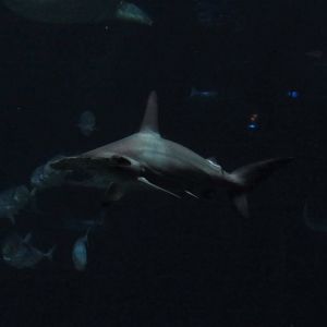 Scalloped Hammerhead Shark