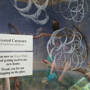 New Species, Crested Caracara, at the Fort Worth Zoo