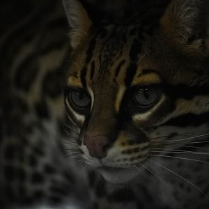 New Ocelot at Fort Worth Zoo