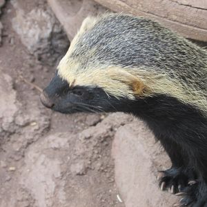 lesser grison santiago zoo