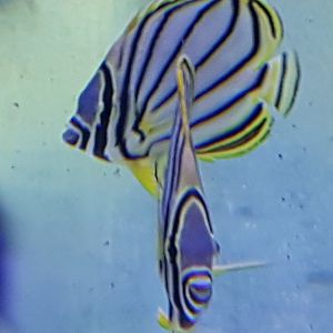Chaetodon meyeri - Scawled or Meyer's butterflyfishes