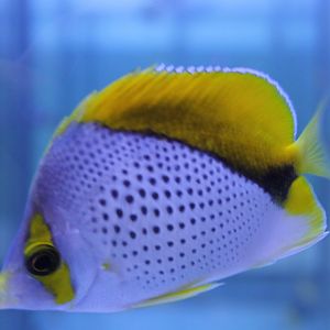 Chaetodon declivis - Marquesas butterflyfish