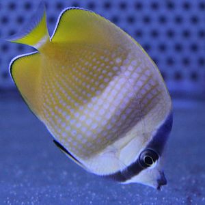 Chaetodon kleinii - Sunburst butterflyfish