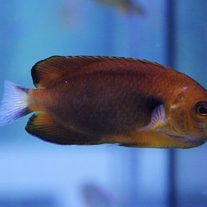 Centropyge fischeri - Orange angelfish