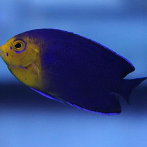 Centropyge agri - Cherubfish