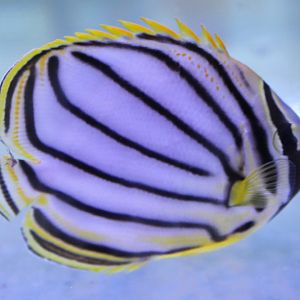 Chaetodon meyeri - Scawled or Meyer's butterflyfish