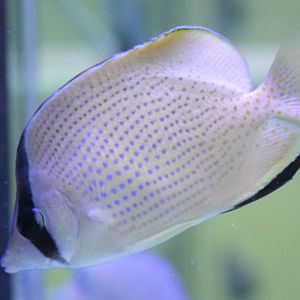Chaetodon citrinellus - Speckled butterflyfish