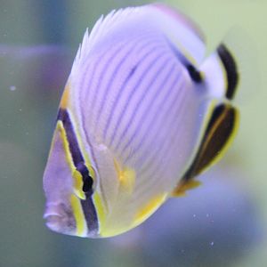 Chaetodon lunulatus - Oval butterflyfish