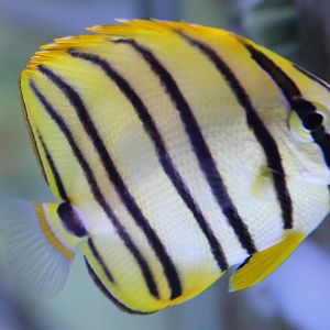 Chaetodon octofasciatus - Eightband butterflyfish