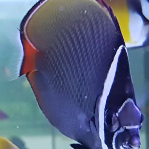 Chaetodon collare - Red-tail butterflyfish
