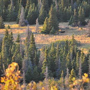 Bull and Cow Moose - Alaska