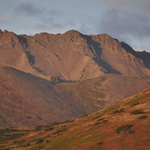 Two Bands of Dall Sheep on south slopes of Wolverine Peak.