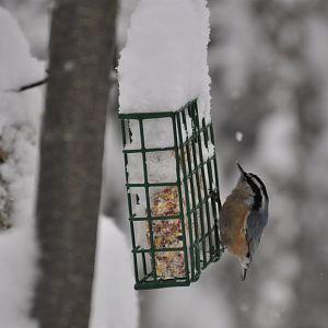 Red-breasted Nuthatch - Alaska