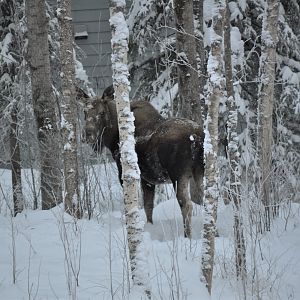 Moose - Alaska