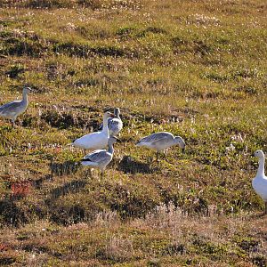 Snow Geese - Alaska
