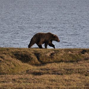 Brown Bear - Alaska