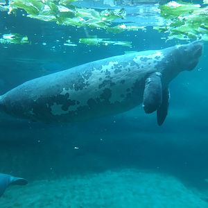 Manatee at manatee coast