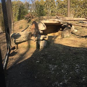 Cougar exhibit