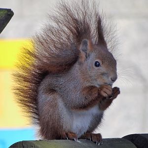 Red Squirrel