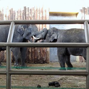Asian Elephants