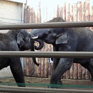 Asian Elephants