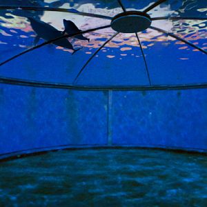 Feb. 2017 - Dolphin Dome Panorama (Dolphins Inserted)