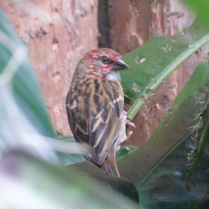 Species ID? in Tropical Realm